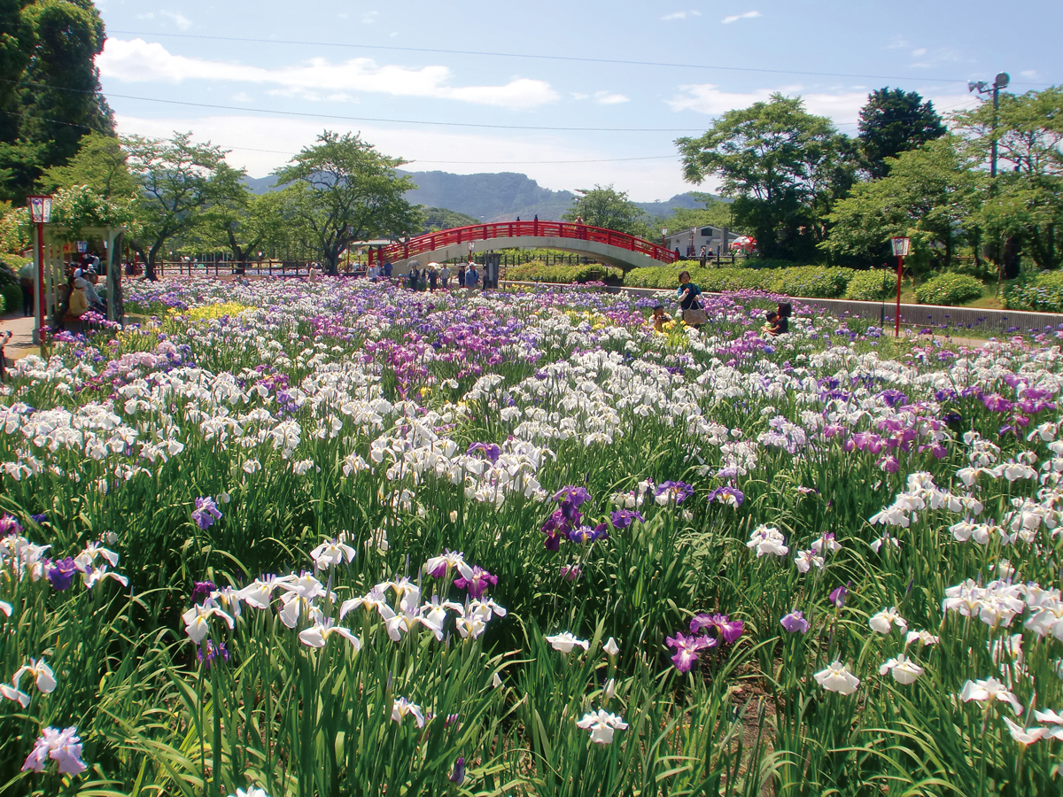 贺茂菖蒲园　花菖蒲节