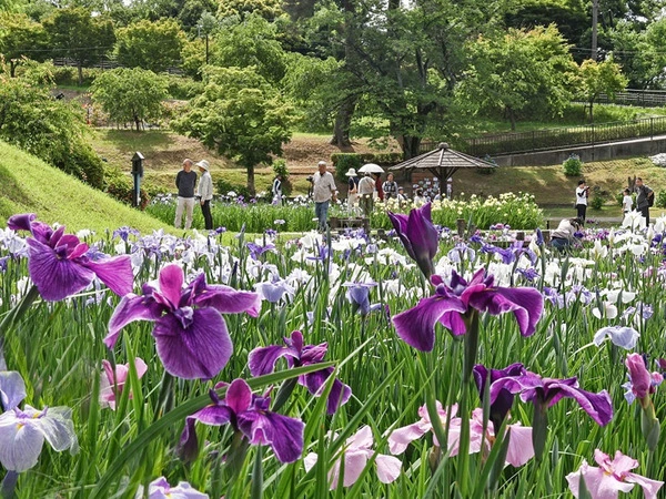 東公園 花菖蒲節