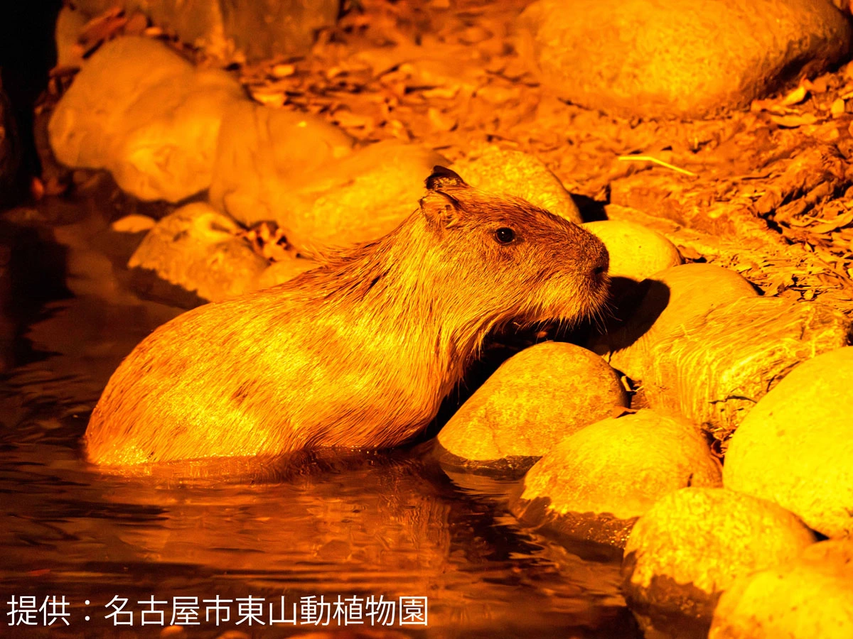 東山動植物園 ナイトZOO&GARDEN