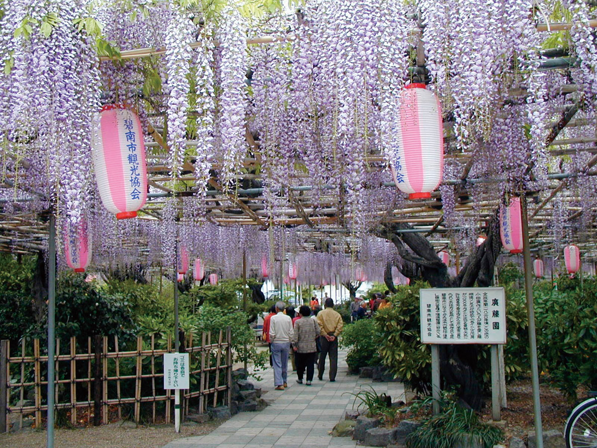 広藤園藤まつり