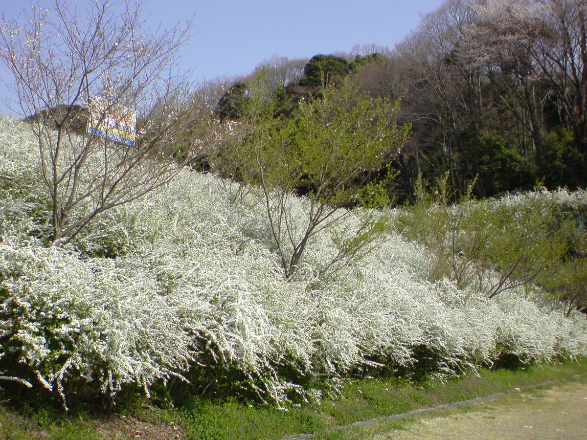 桜ゆきやなぎ祭