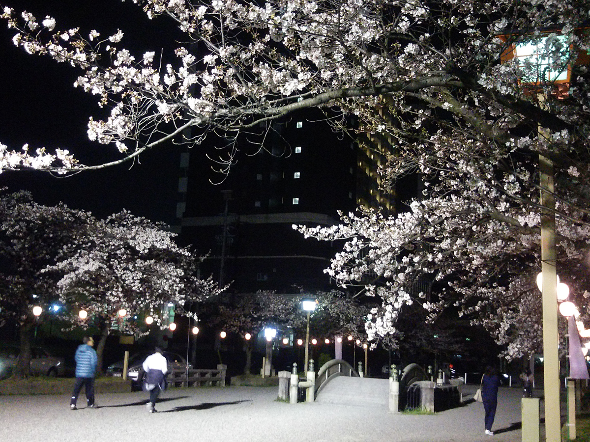 國府宮櫻花夜間亮燈