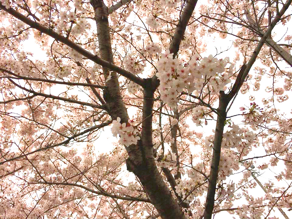 山崎川の桜