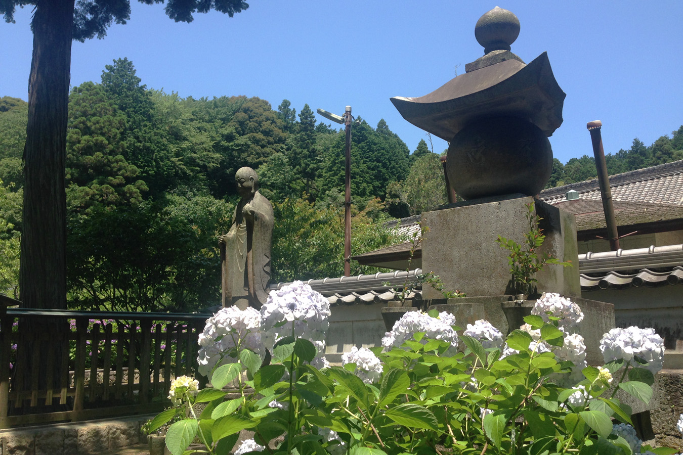 本光寺紫陽花まつり