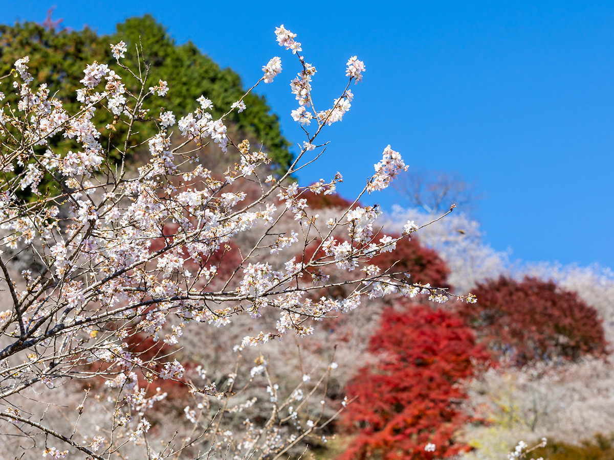 小原四季桜まつり（愛知の紅葉）