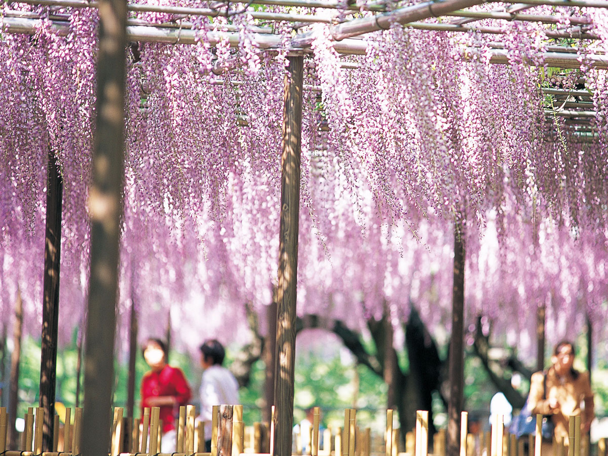 五万石藤まつり　岡崎城公園藤棚