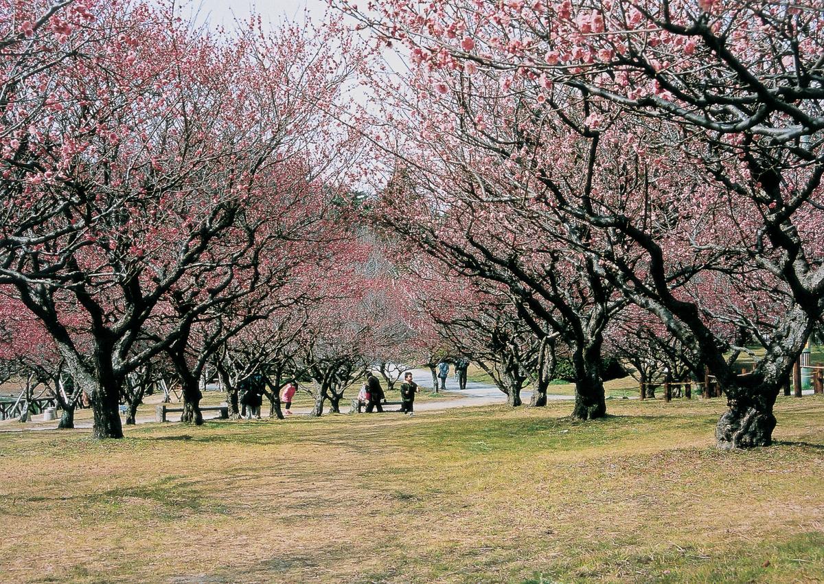 南公園梅まつり