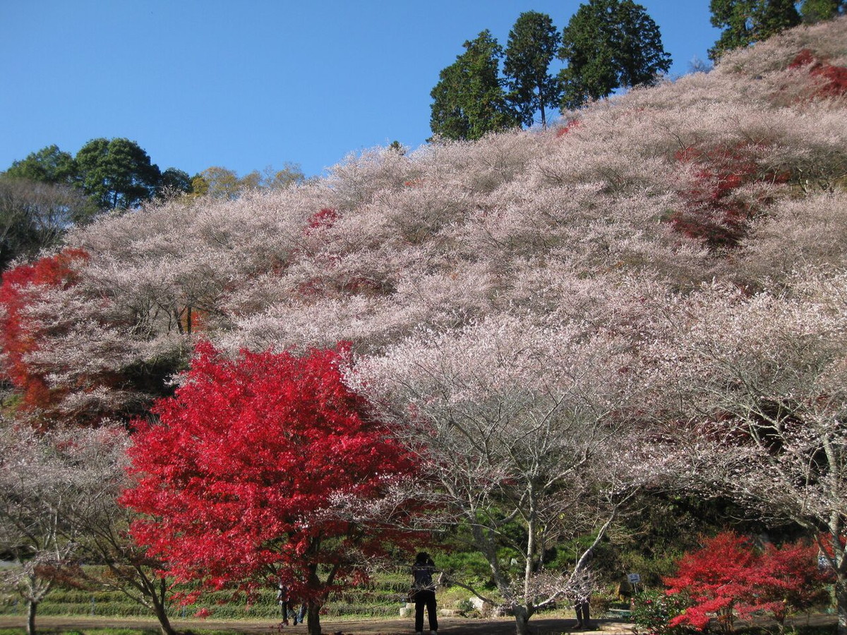 小原四季桜まつり（愛知の紅葉）