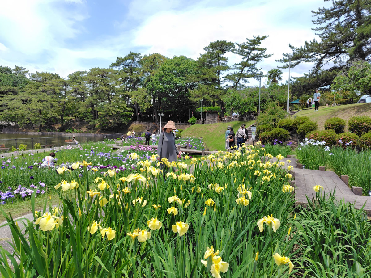東公園花菖蒲まつり