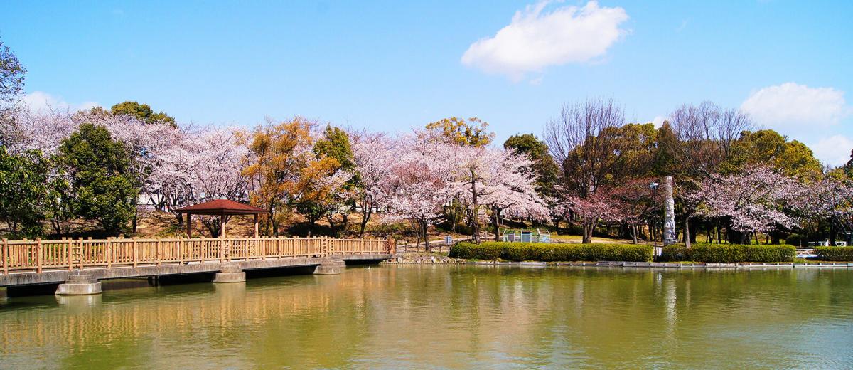 三崎水辺公園の桜