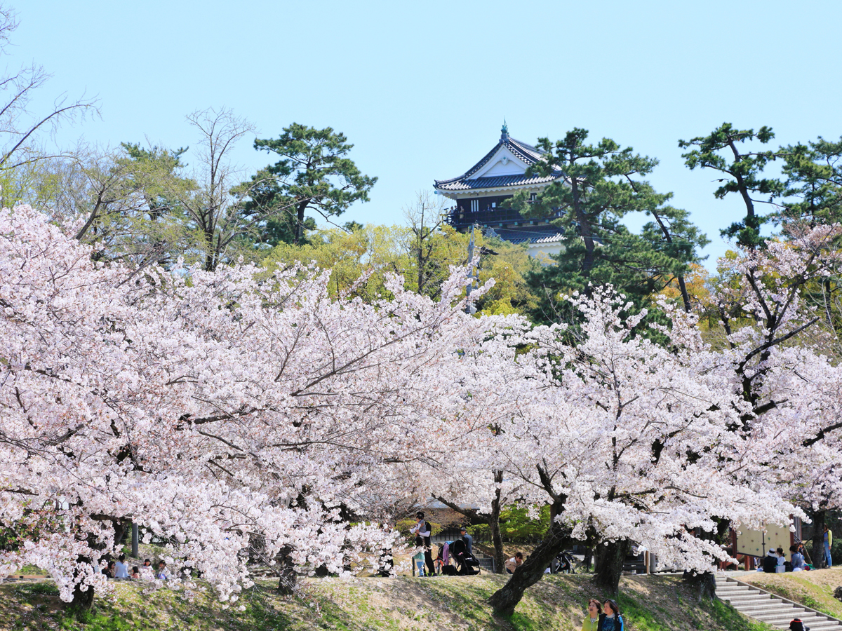 岡崎の桜まつり