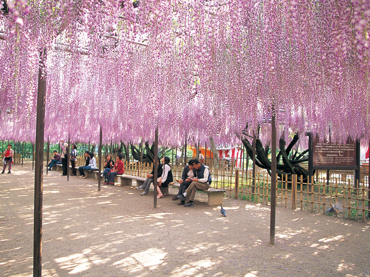 五万石藤まつり　岡崎城公園藤棚