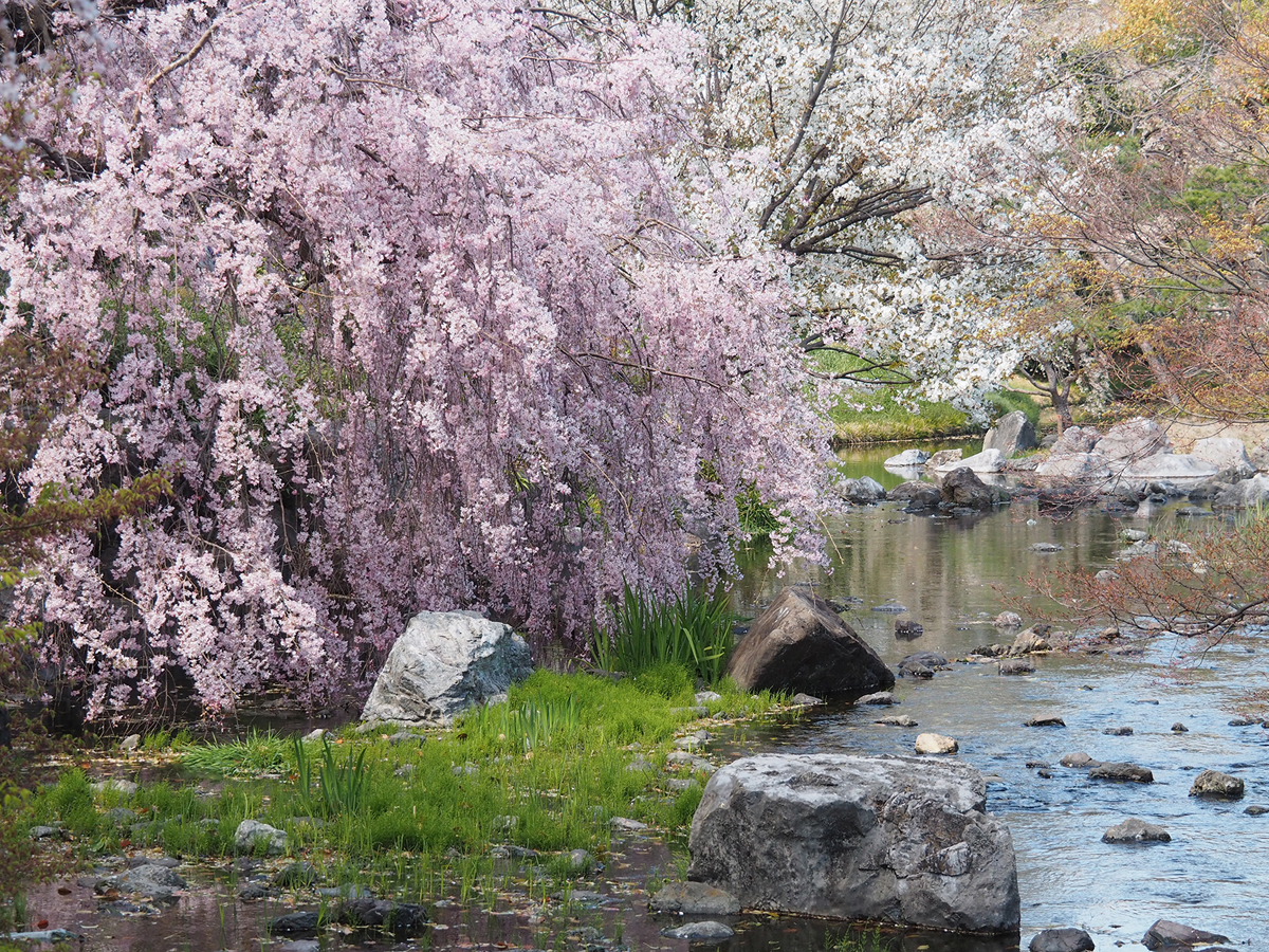 白鳥庭園　觀櫻會