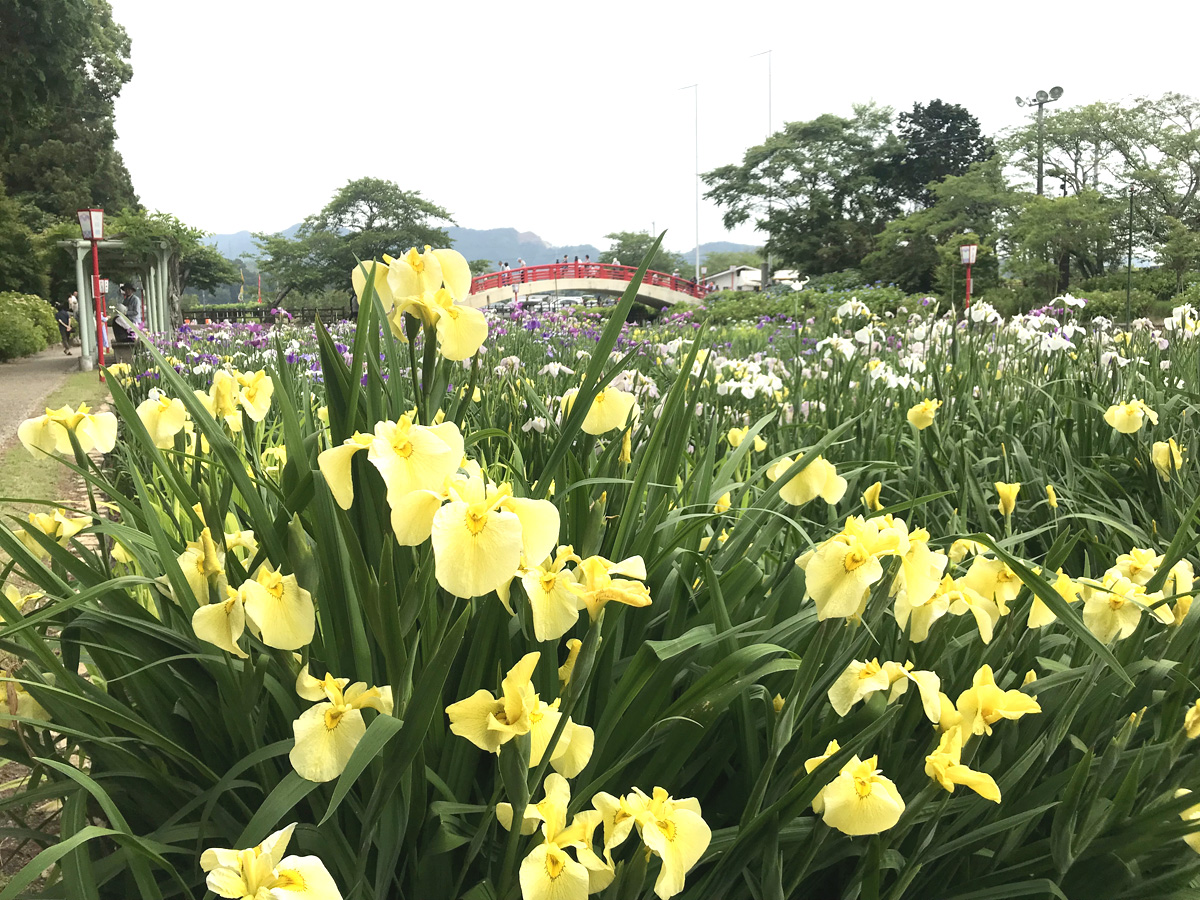 賀茂しょうぶ園　花しょうぶまつり