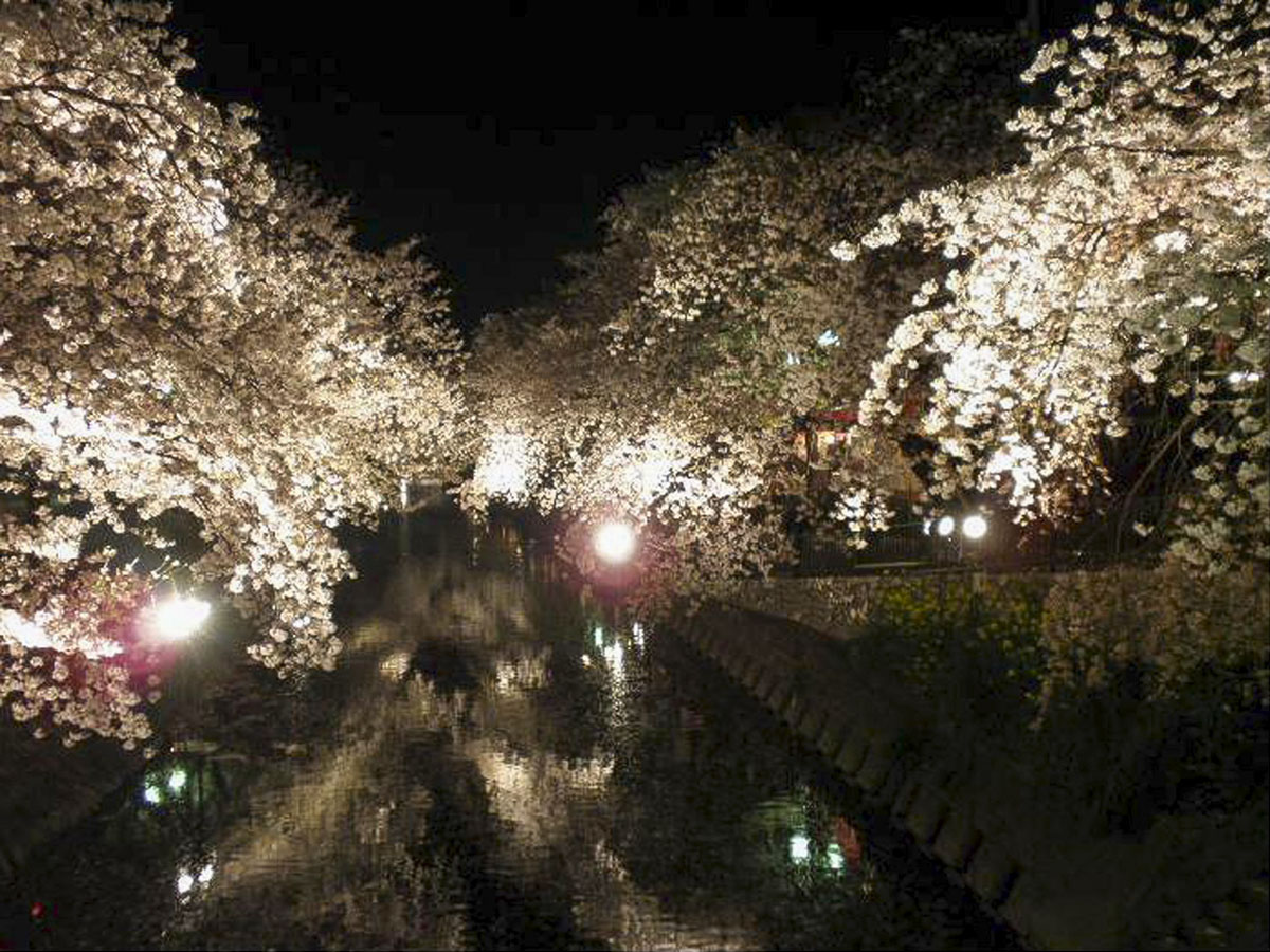 岩倉桜まつり