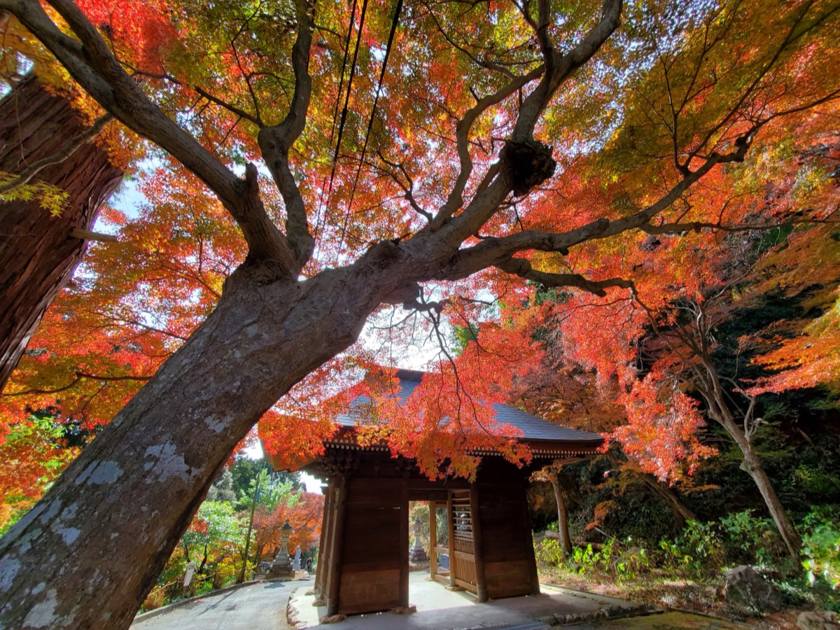 普門寺もみじ祭り