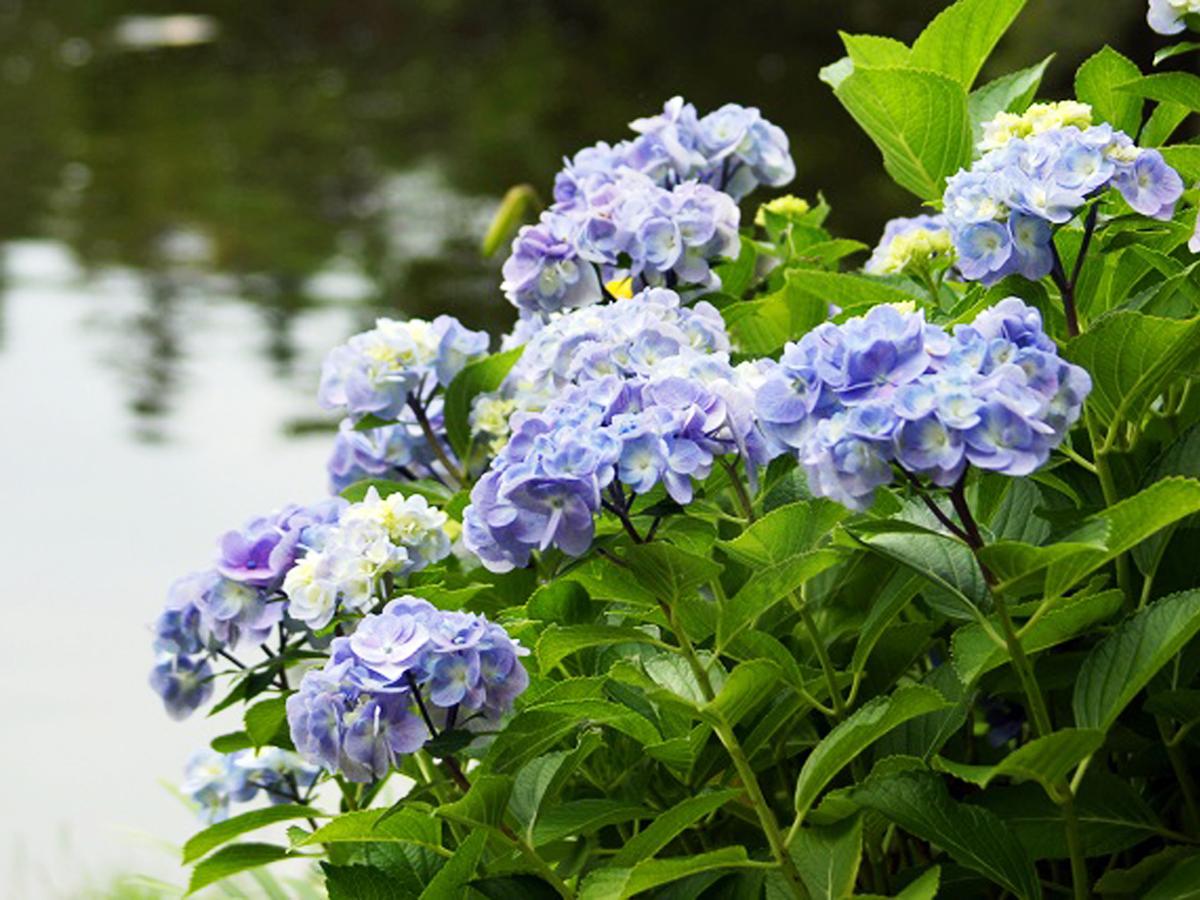 白鳥庭園 紫陽花茶会