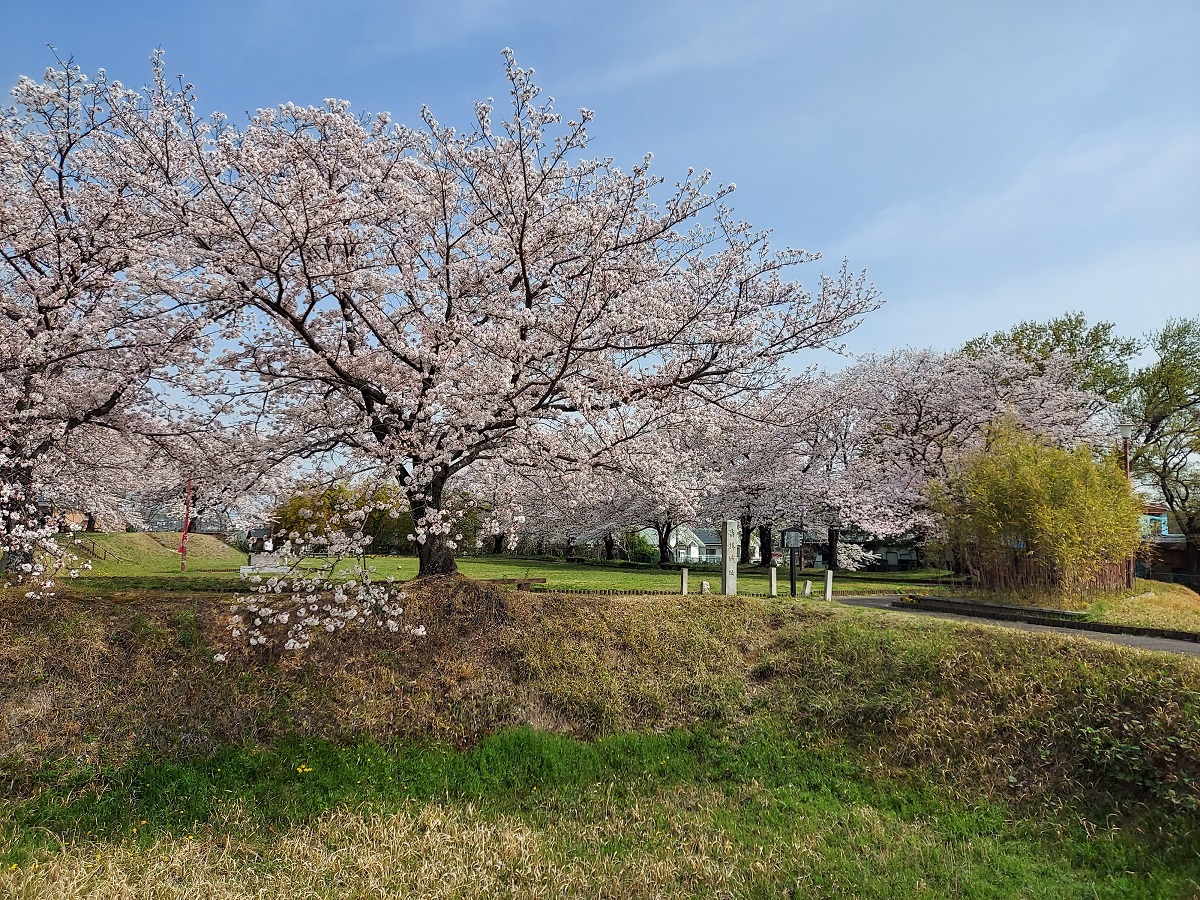 第5回 豊明市桜フォトコンテスト