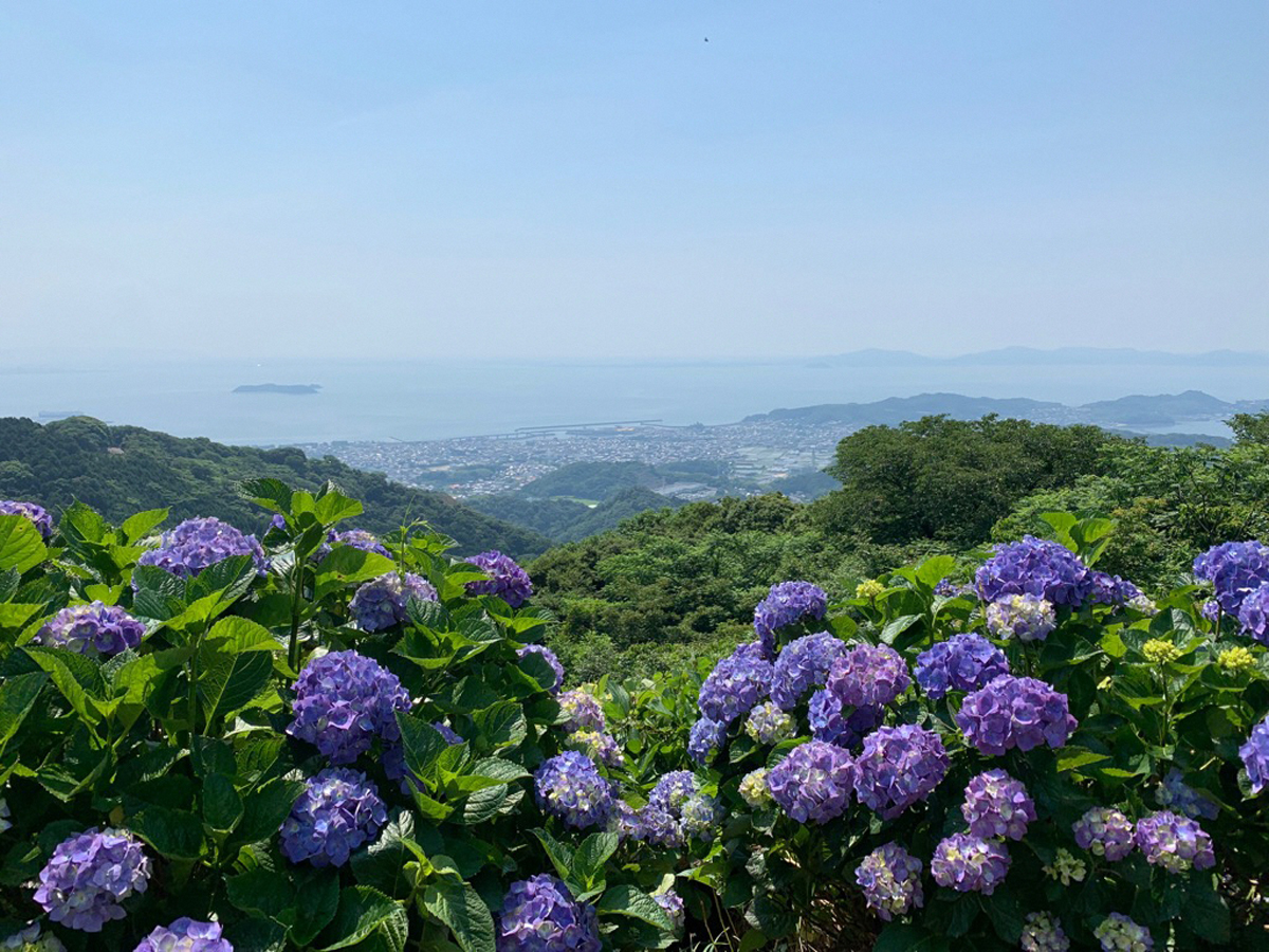 三ヶ根山あじさいまつり