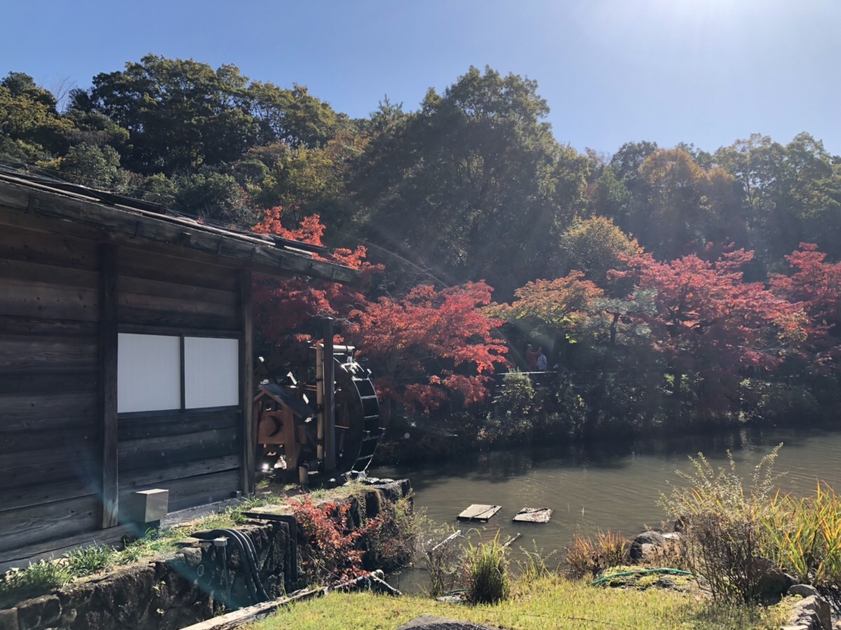 東山動植物園　もみじ狩り