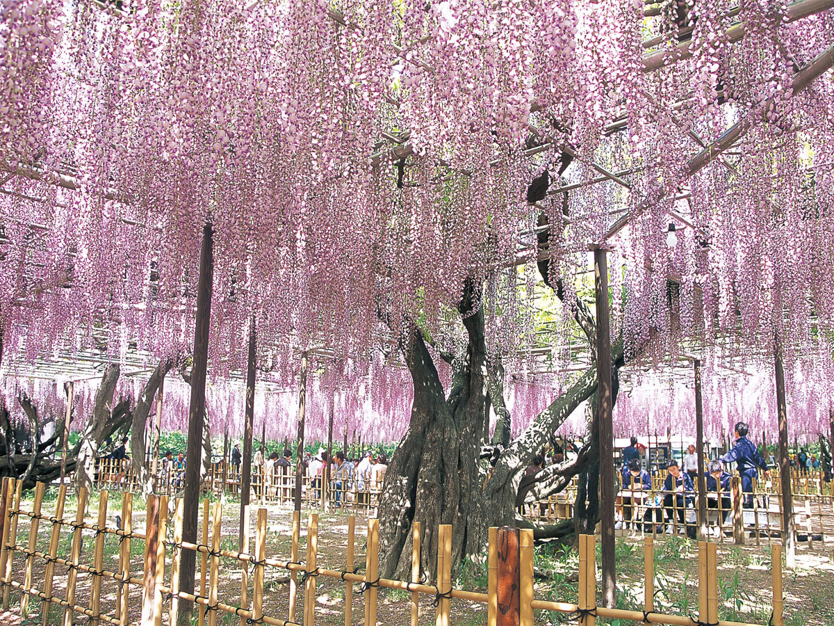 五万石藤まつり　岡崎城公園藤棚