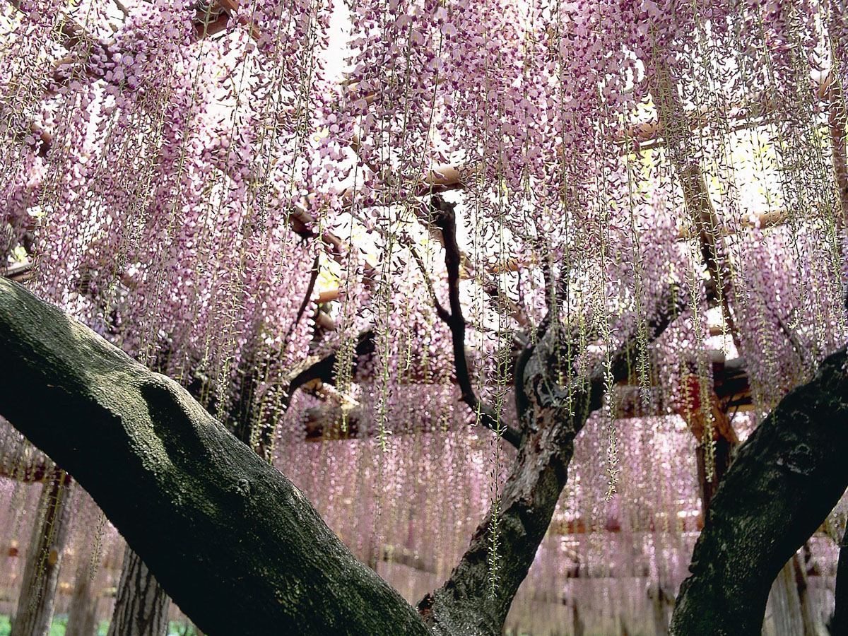五万石藤まつり　岡崎城公園藤棚