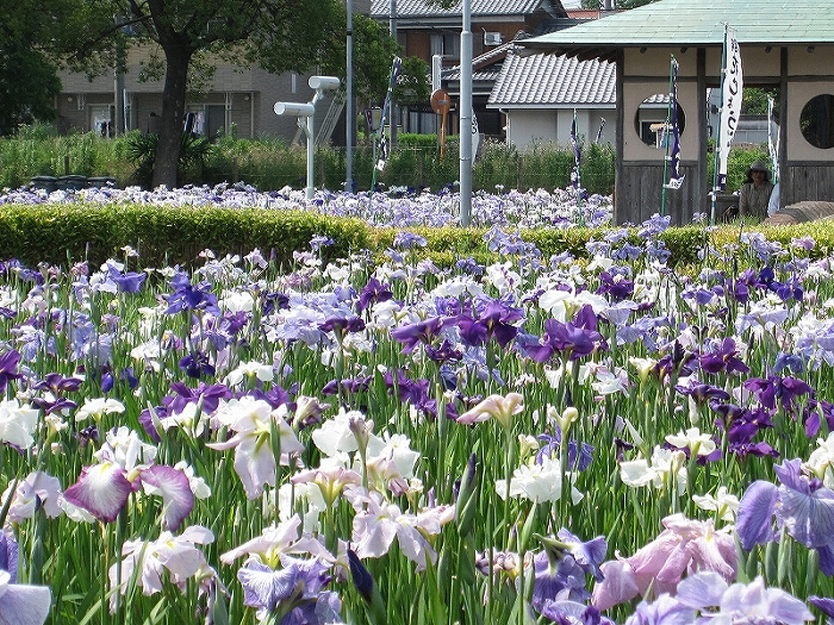 碧南市 花しょうぶまつり