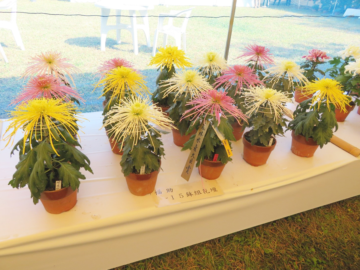 一宮菊花大会