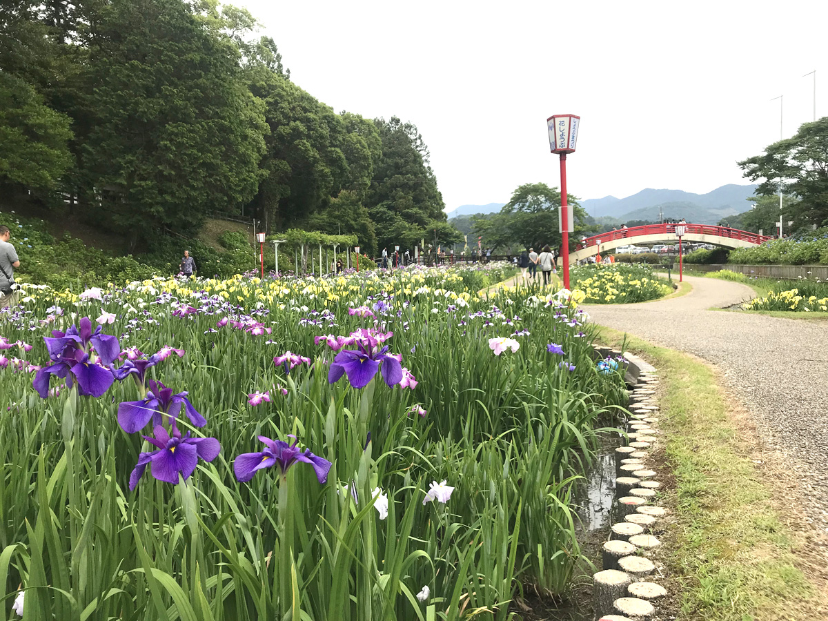 賀茂しょうぶ園　花しょうぶまつり