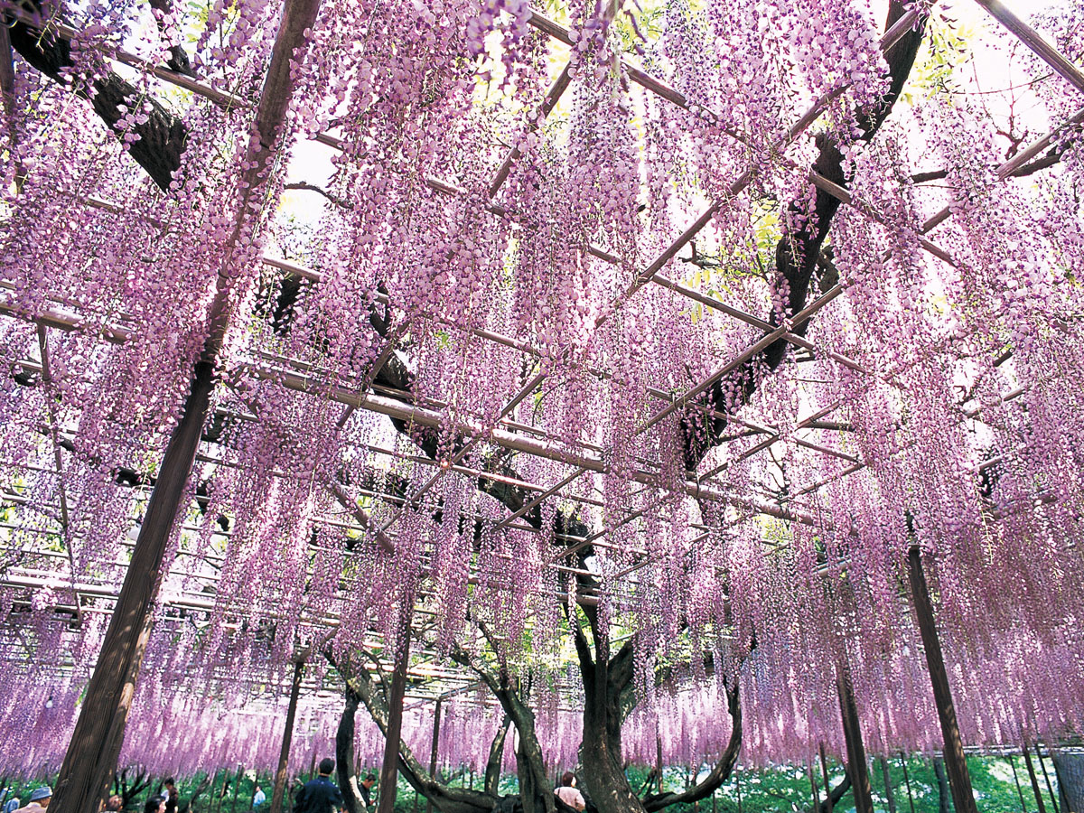 五万石藤まつり　岡崎城公園藤棚