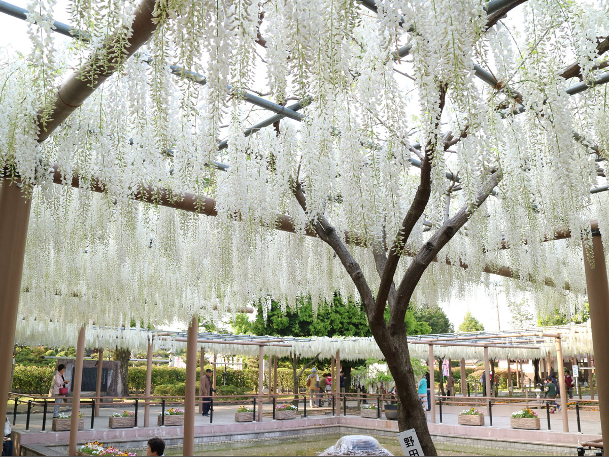 こうなん藤まつり　曼陀羅寺公園