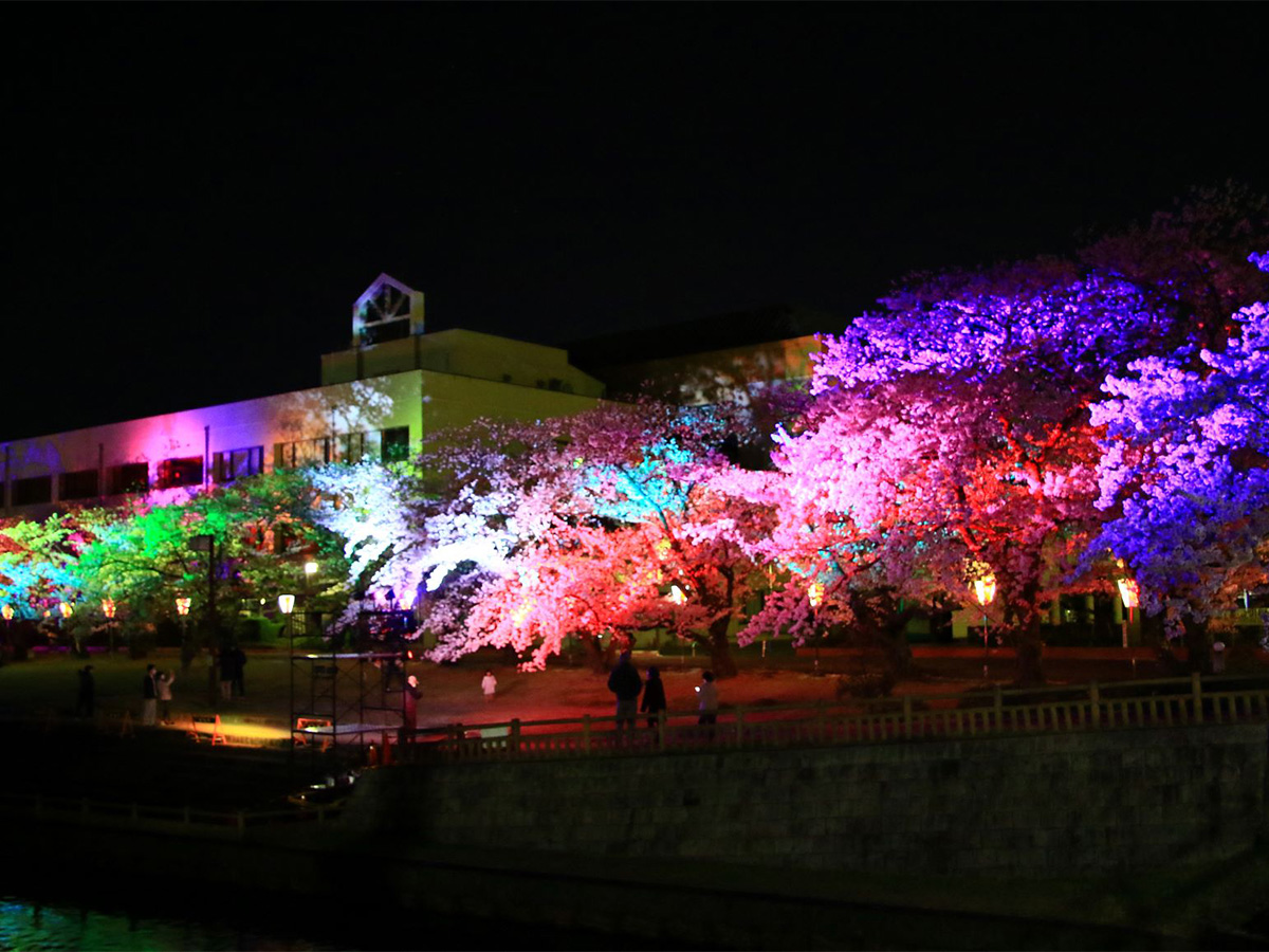夜樱夜间亮灯・弥富樱花节