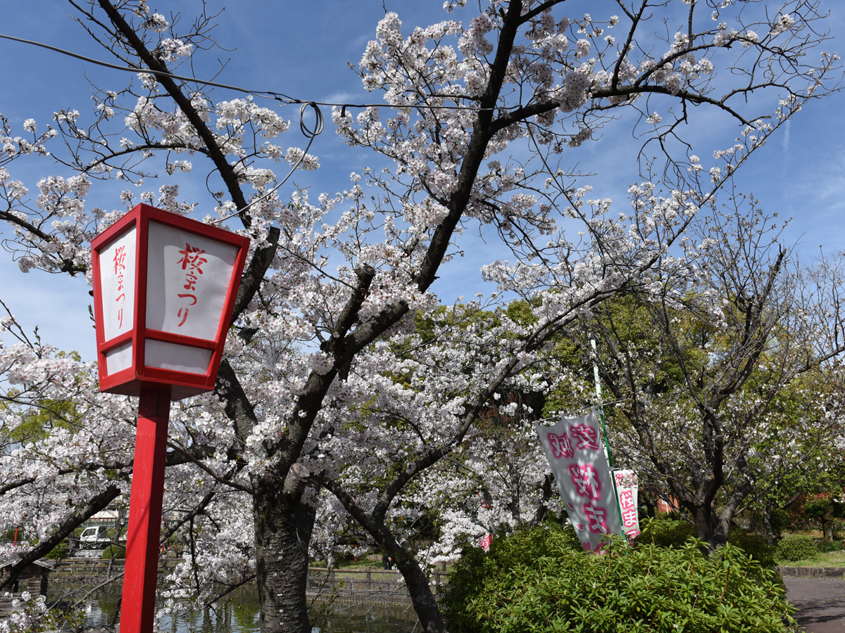 安城桜まつり