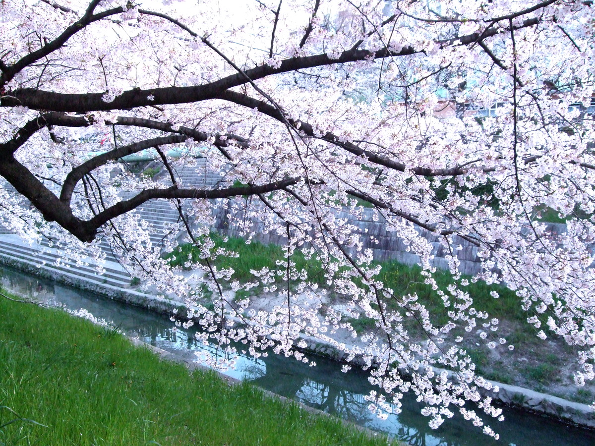 山崎川の桜