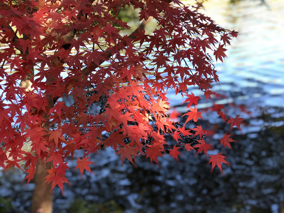 東山動植物園　もみじ狩り