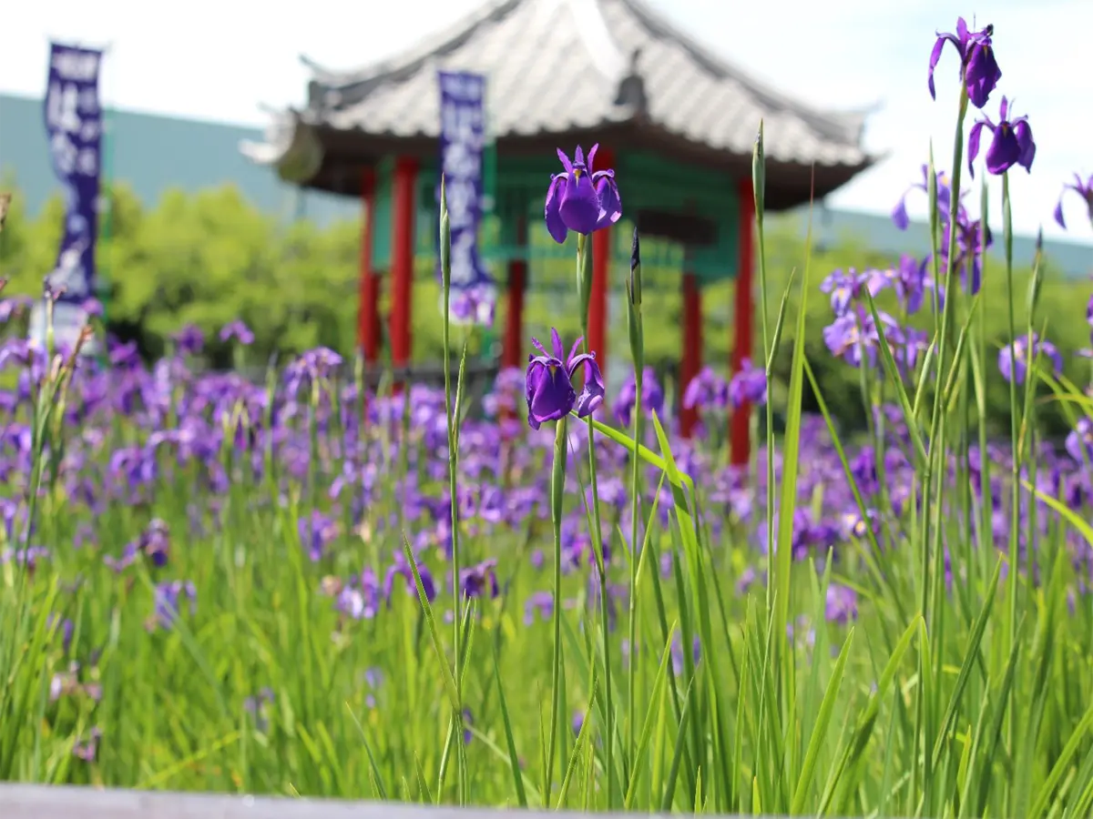 花かつみまつり