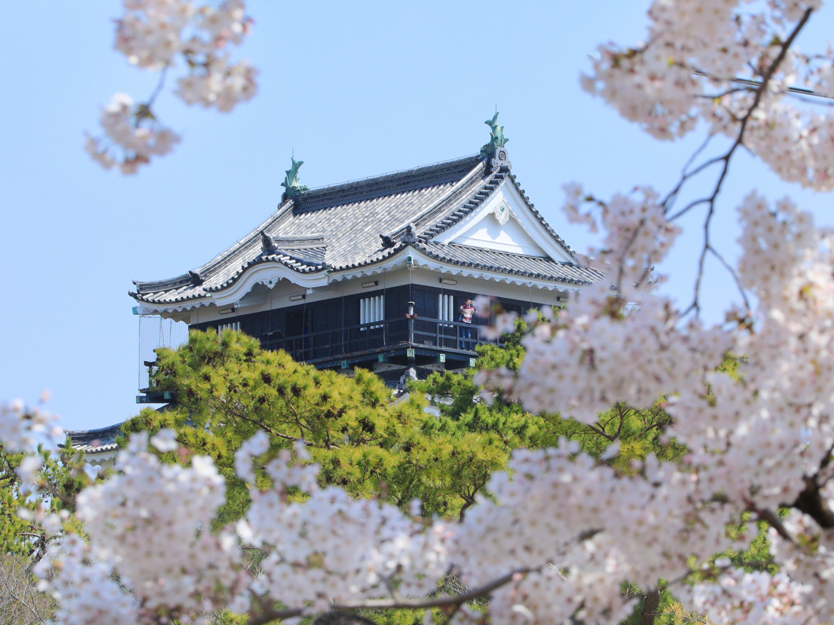 冈崎的樱花节