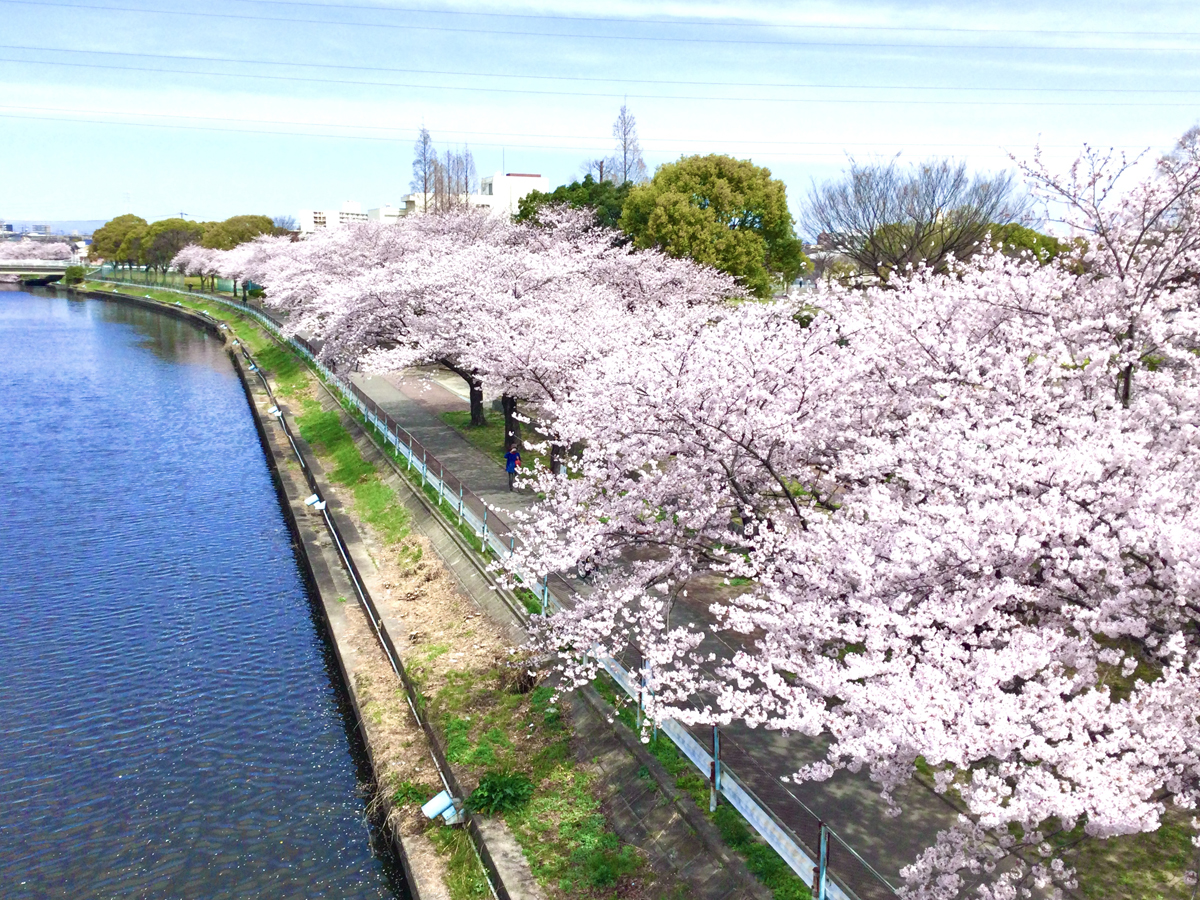 荒子川公園 さくらまつり