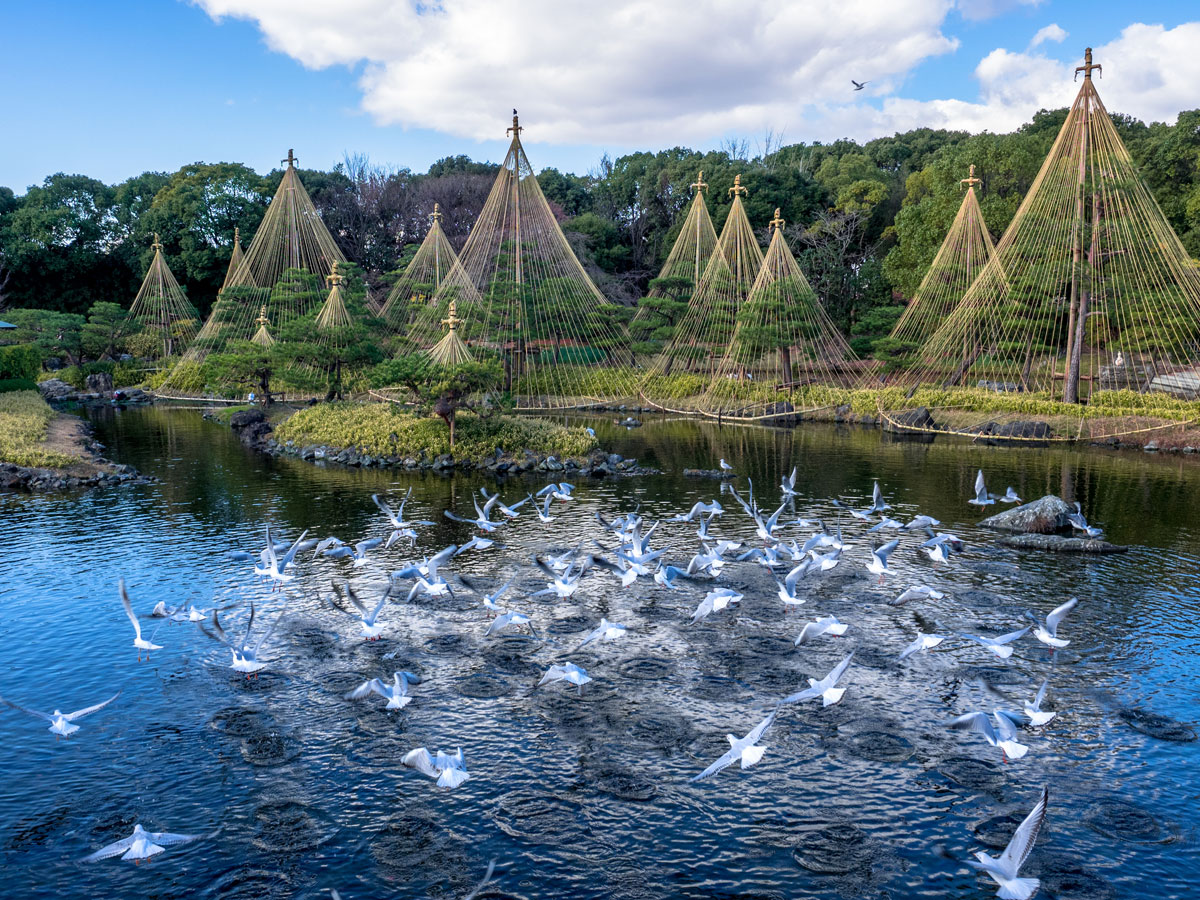 白鳥庭園的新年