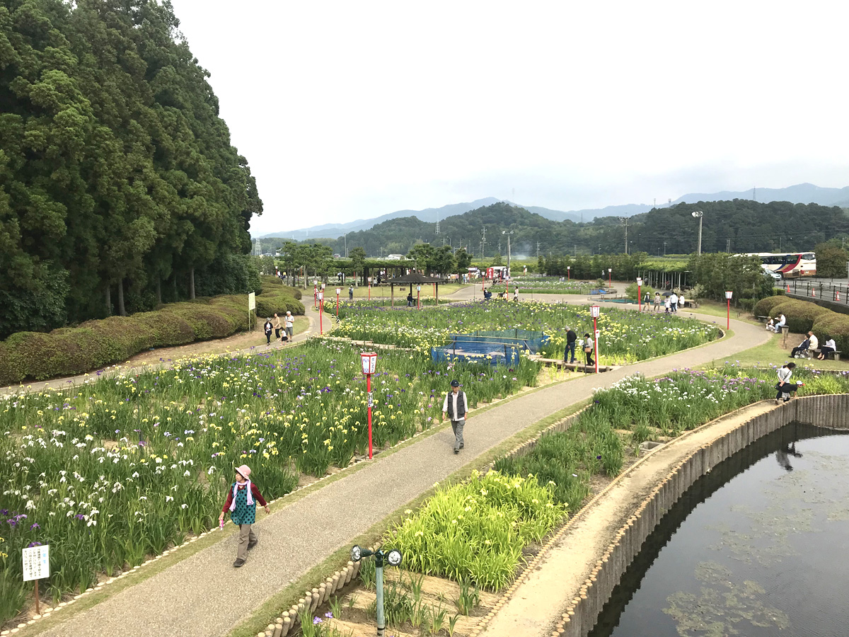 賀茂しょうぶ園　花しょうぶまつり