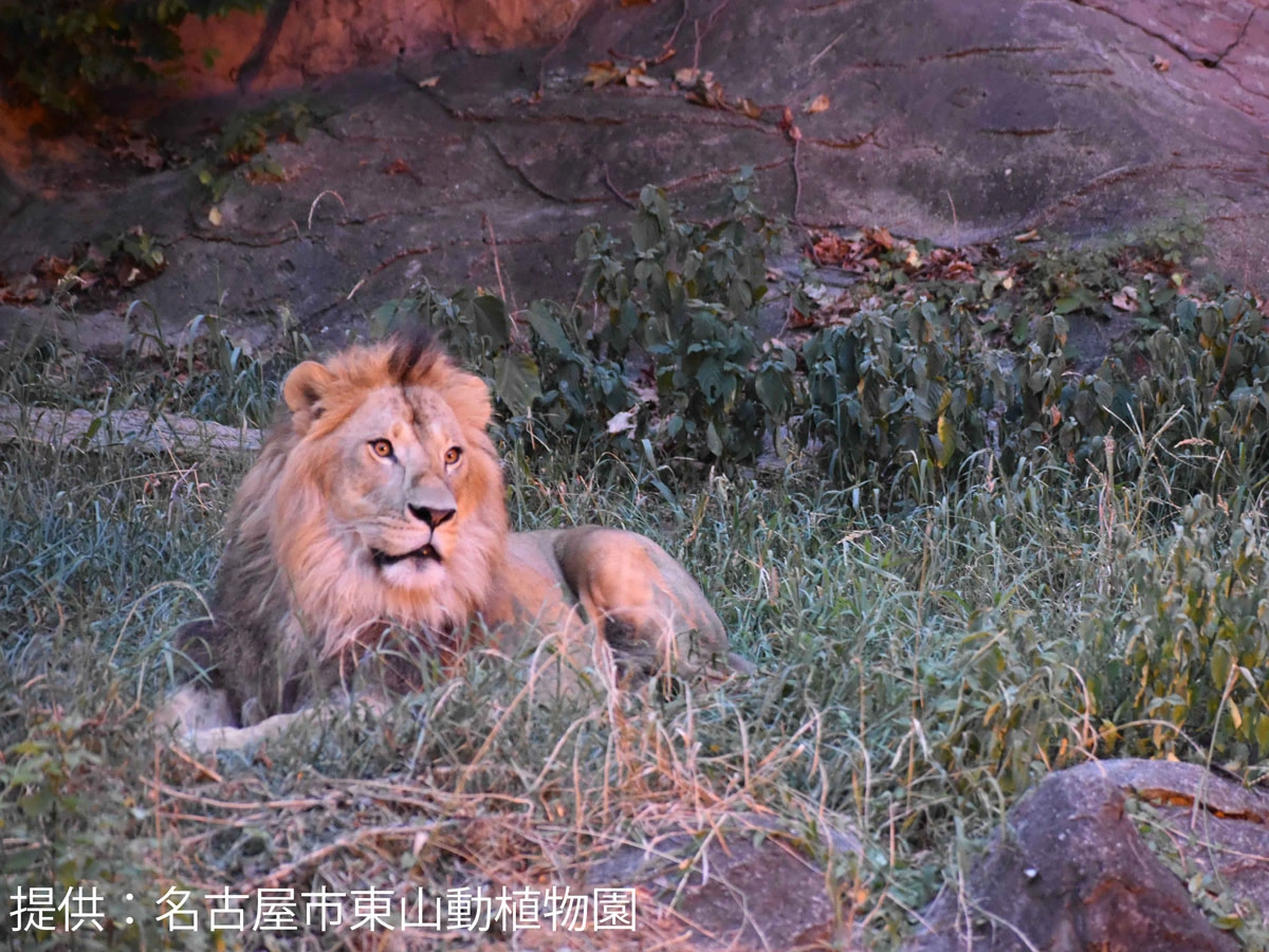 東山動植物園 ナイトZOO