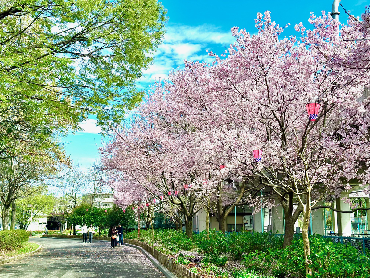荒子川公園 さくらまつり