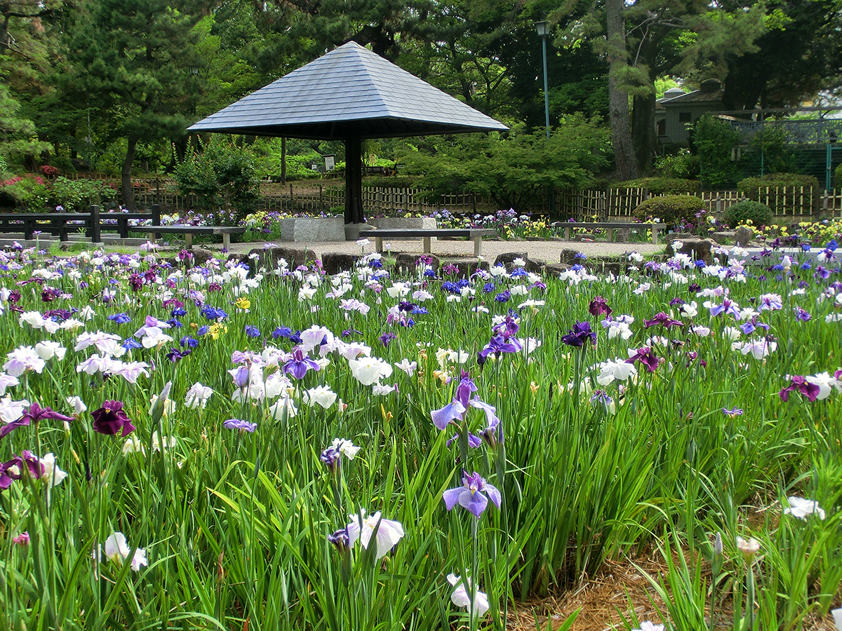 RoseFestival　ハナショウブまつり