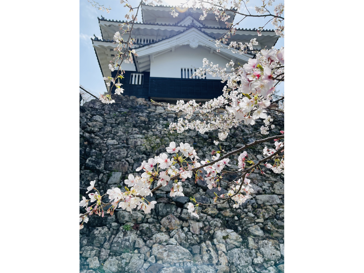 春まつり(さくら)