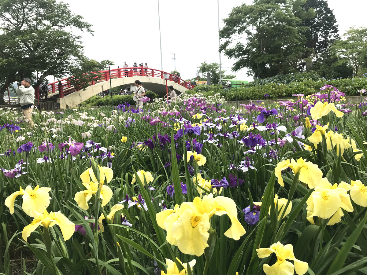 賀茂しょうぶ園　花しょうぶまつり