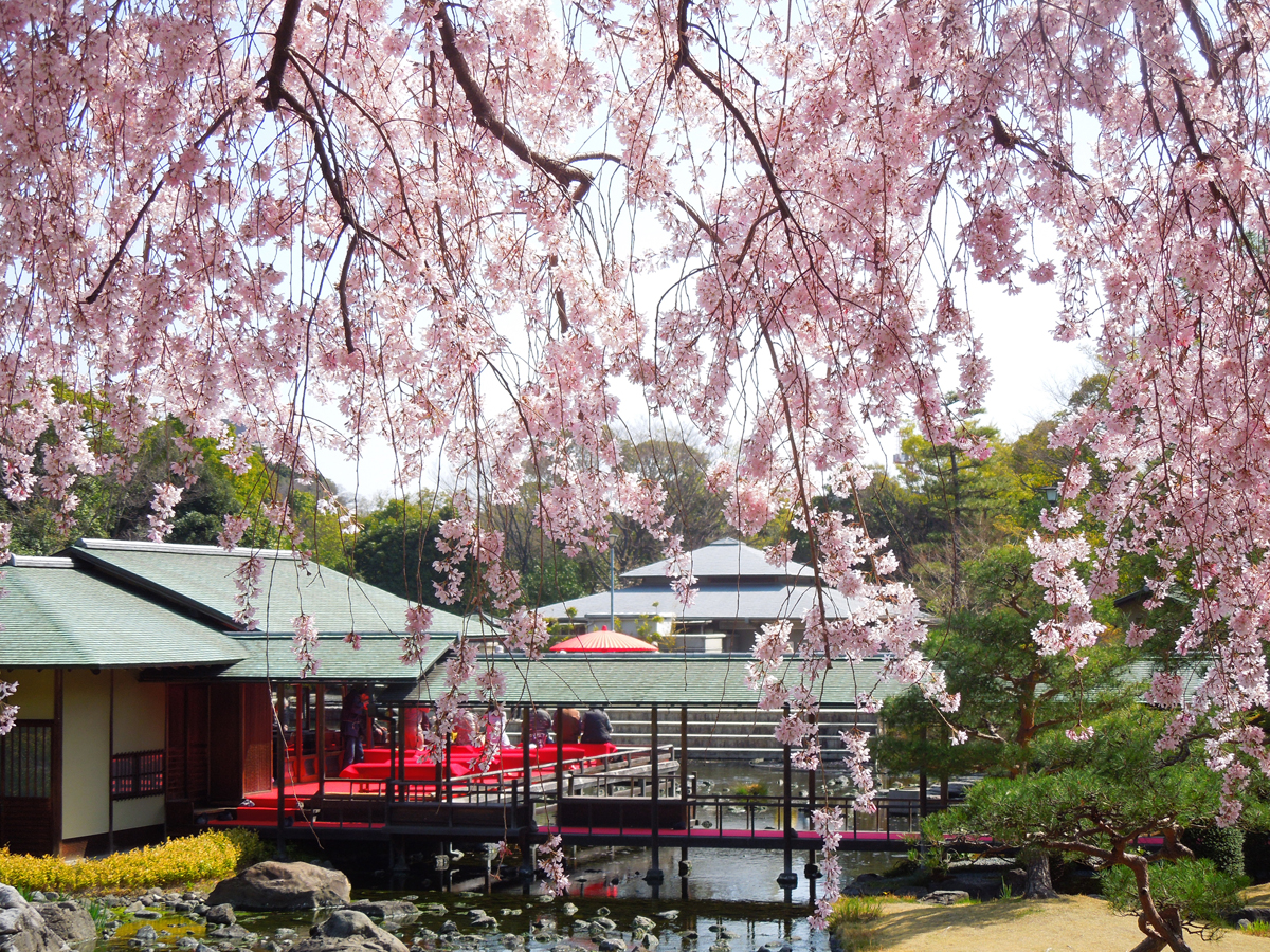 白鳥庭園　観桜会
