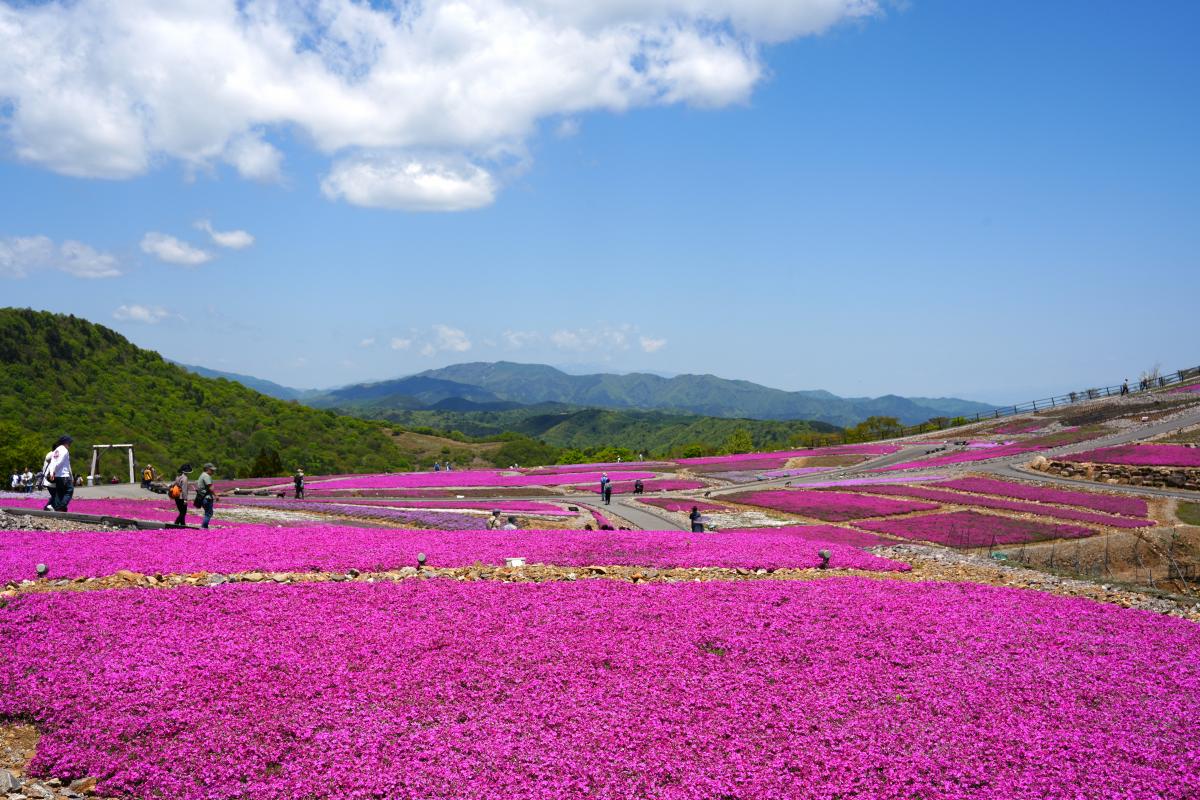 茶臼山高原芝桜まつり