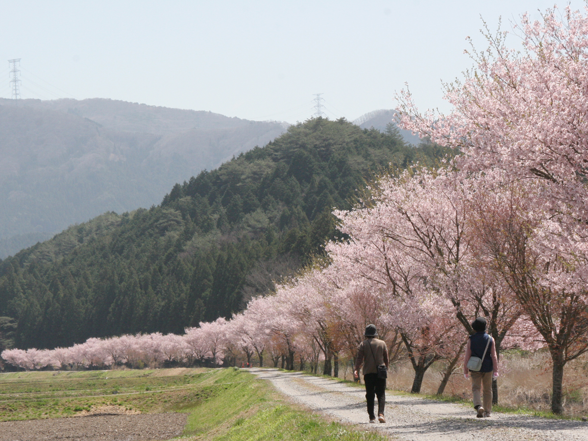 Aguri Station櫻花節