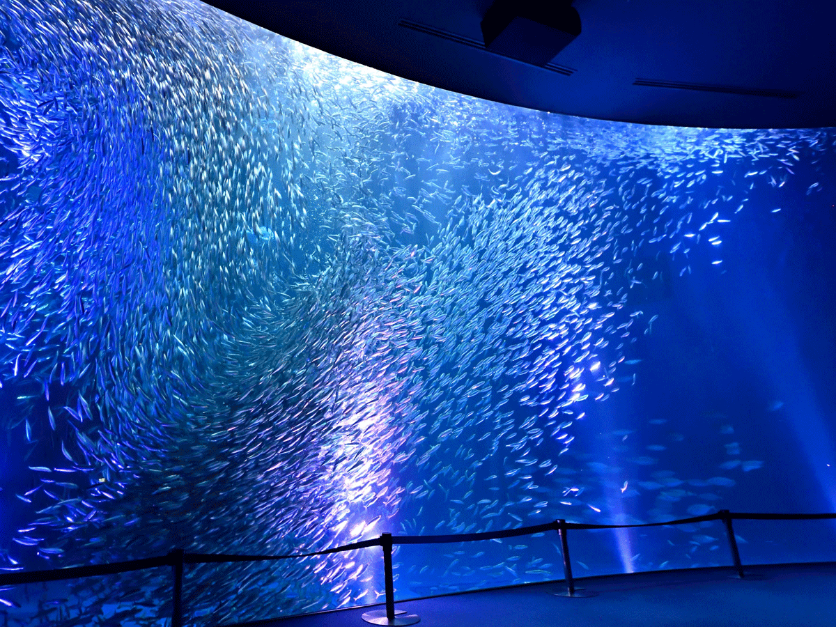 名古屋港水族館 GWナイトアクアリウム