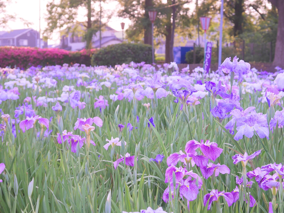 碧南市 花しょうぶまつり
